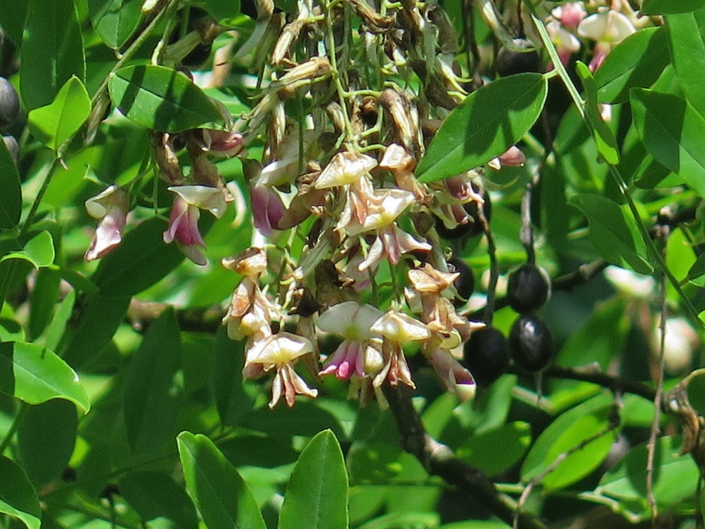 Eves Necklace (Styphnolobium affine) — All Plants Considered Botanical Blog  and Plant Exploration | Texas native plants, All plants, Native plants
