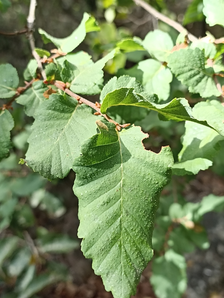Hualo