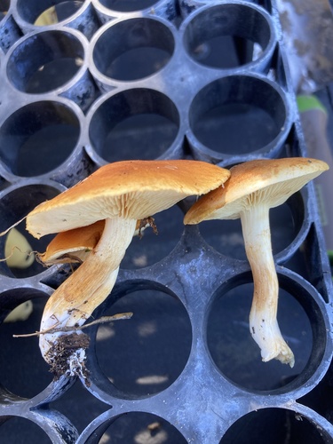 iNaturalist observation photo of Strophariaceae