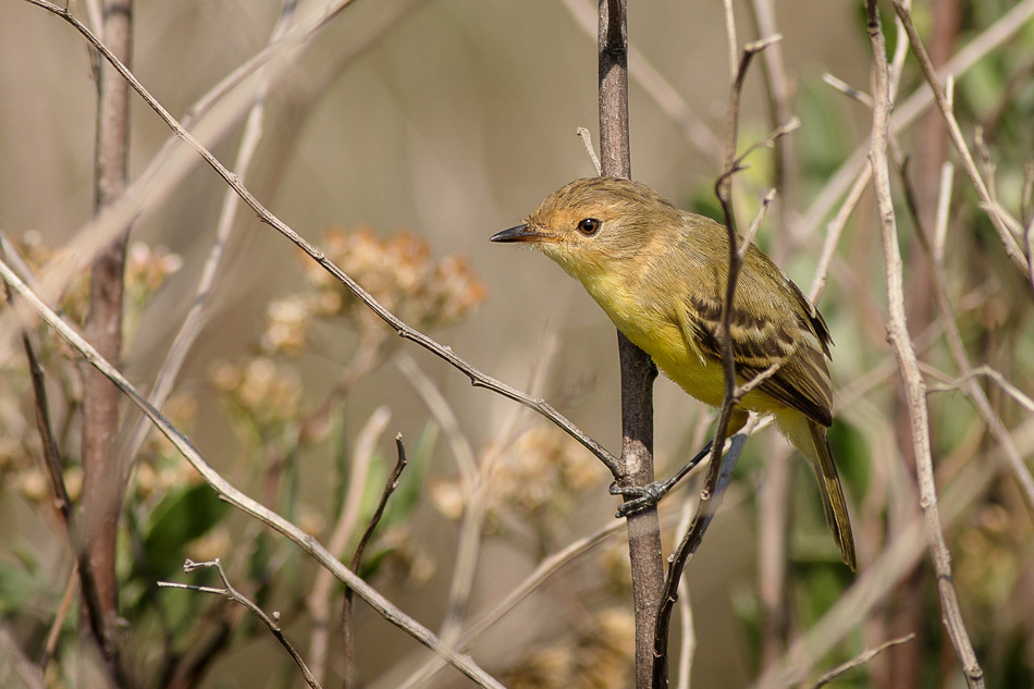 Dinelli's Doradito (Pseudocolopteryx dinelliana) photo