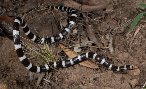 Eastern Bandy Bandy sighting