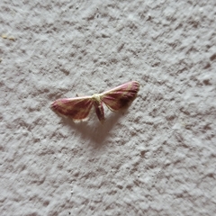 Image of Leptostales laevitaria