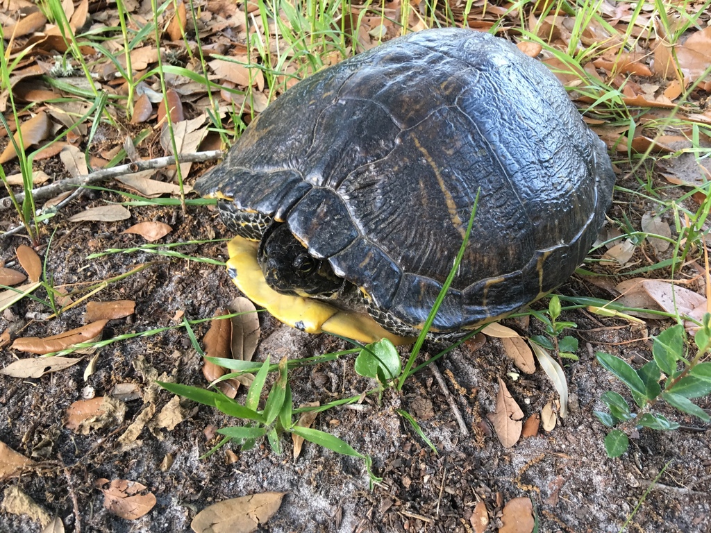 Common Slider in May 2018 by ilprimate · iNaturalist