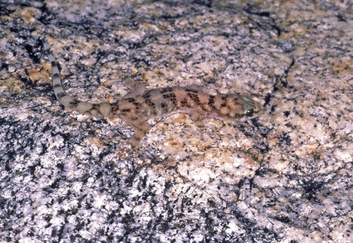 Xantus Leaf-toed Gecko