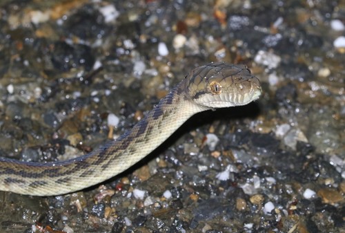 Australian Scrub Python sighting