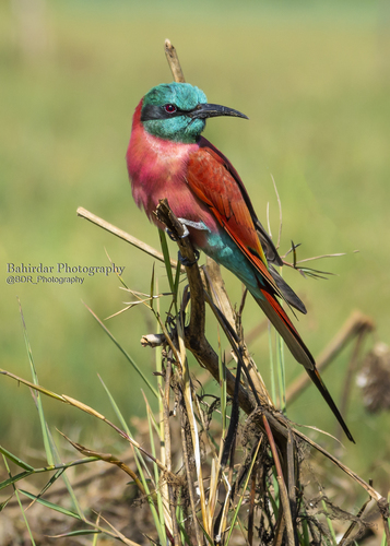 Northern Carmine Bee-eater