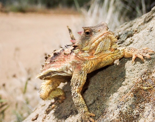 Blainville's Horned Lizard