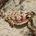 Blainville's Horned Lizard - Photo (c) Natalie McNear, all rights reserved, uploaded by Natalie McNear