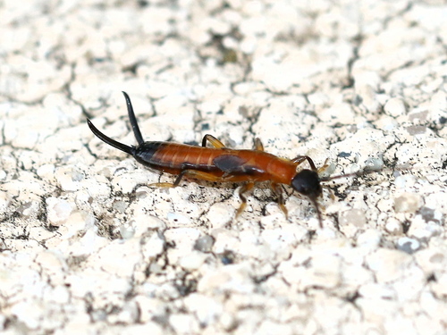 Lined Earwig