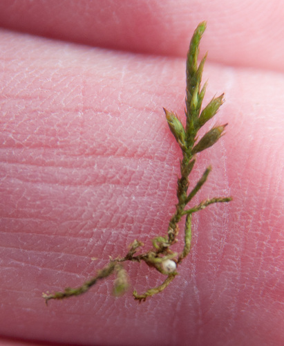Lateral Cryphaea