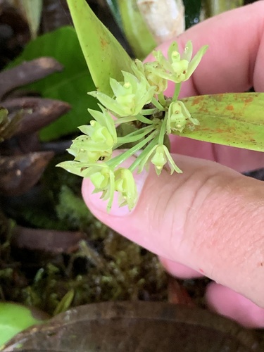 Scaphyglottis lindeniana