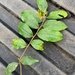 Hirtella tubiflora - Photo (c) LostInCR, όλα τα δικαιώματα διατηρούνται, uploaded by LostInCR
