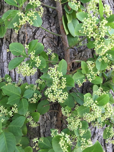 Observations by denbell · iNaturalist