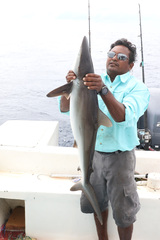 Silky shark