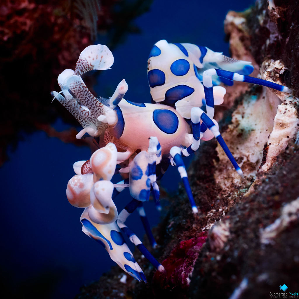 Harlequin shrimp