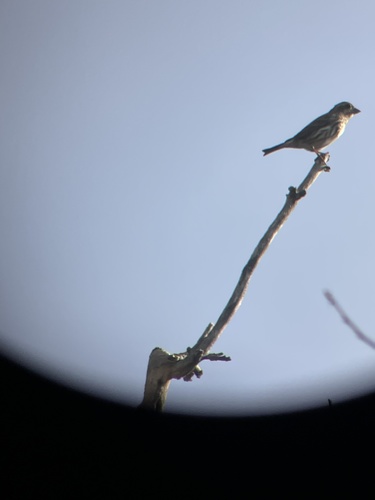 iNaturalist observation photo of Finches, Euphonias, and Allies