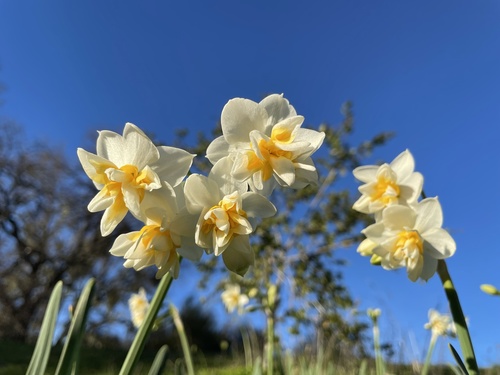 iNaturalist observation photo of daffodils