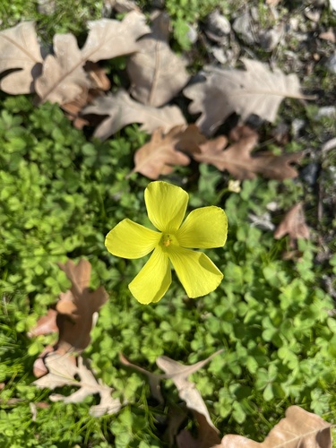 iNaturalist observation photo of Bermuda buttercup
