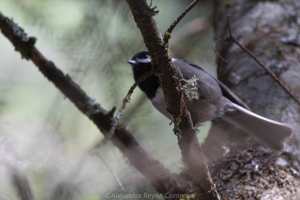 Mexican Chickadee From Ocampo, Mich., México On January 19, 2022 At 02: 