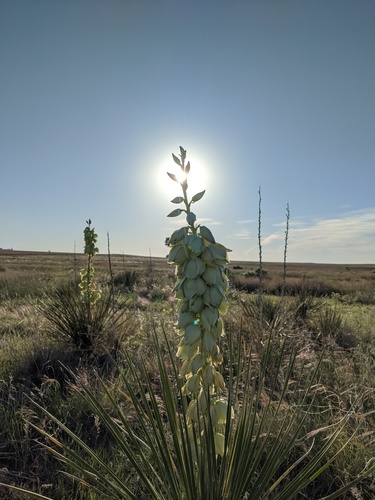 Great Plains yucca