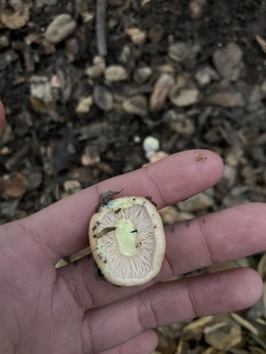 iNaturalist observation photo of Yellow-staining Milk Cap