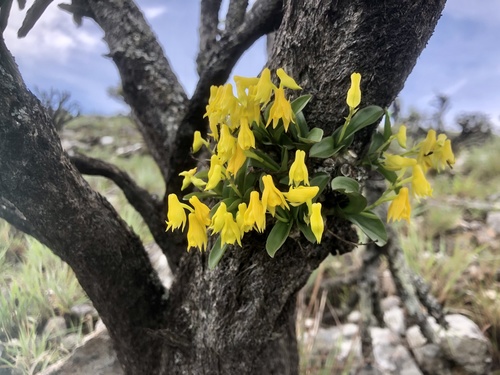 Polystachya mafingensis