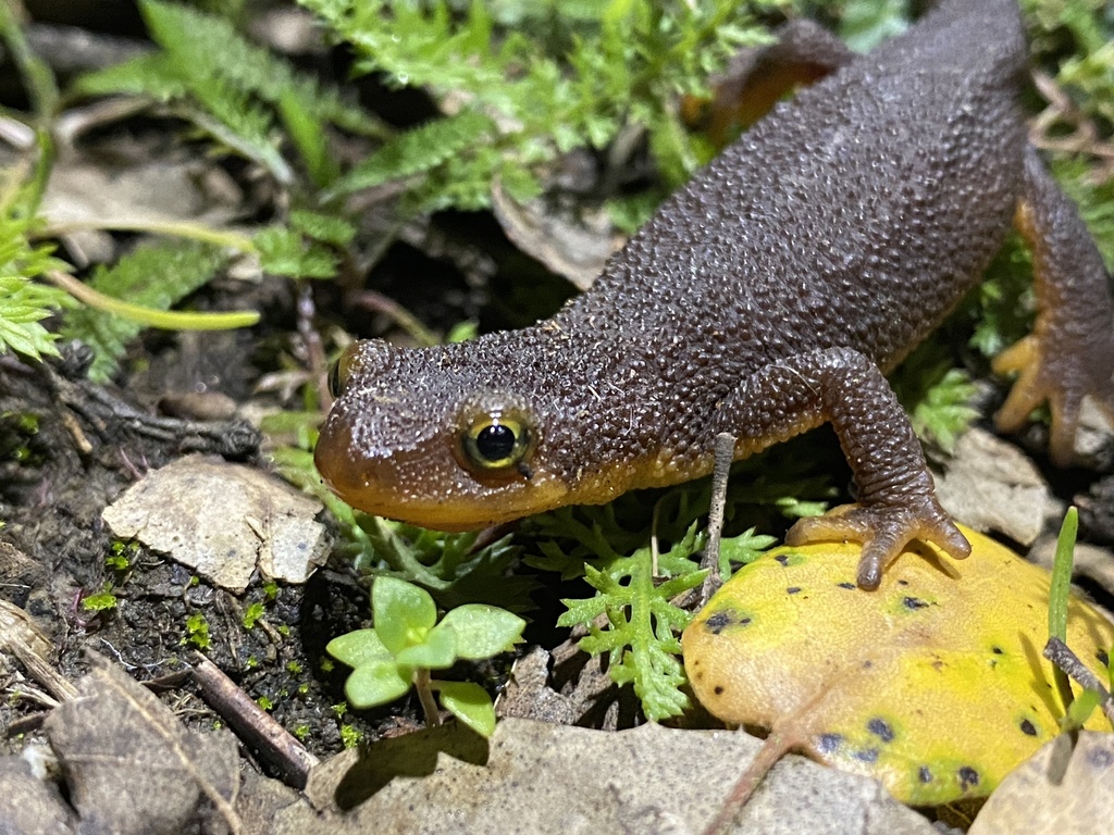 California newt from tilden nature area kensington ca us on january