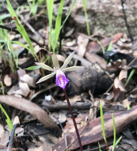 Nervilia stolziana