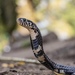 Forest Cobra - Photo (c) Thomas Nicolon, all rights reserved, uploaded by Thomas Nicolon