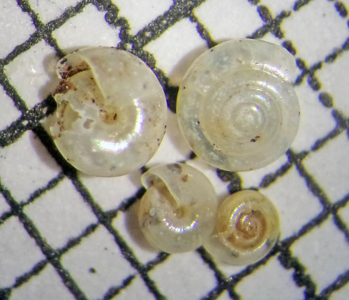 Milky Crystal-snail