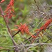 Pitcairnia lehmannii - Photo (c) Jeison Rosero, כל הזכויות שמורות, הועלה על ידי Jeison Rosero