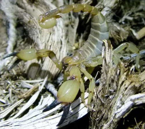 Eastern Swollenstinger Scorpion