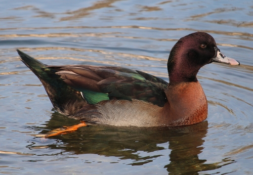 Mallard × Muscovy Duck