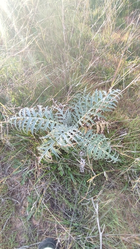 Avistamiento Alcaucil (alcachofa silvestre)