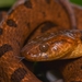 Northern Cat-eyed Snake - Photo (c) Víctor Real, all rights reserved, uploaded by Víctor Real