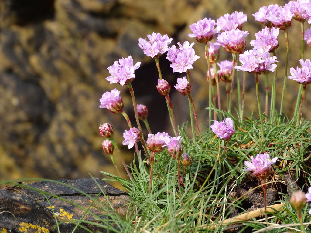 Sea thrift