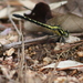 Trigomphus citimus tabei - Photo (c) faus, todos los derechos reservados, subido por faus