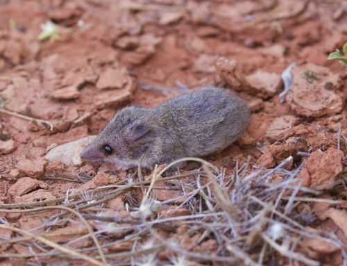 Giles' Planigale (Planigale gilesi) — Least Concern Mammalia