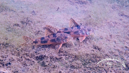 Corydoras carlae photo