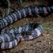 Fat Ground Snake - Photo (c) Guillermo Nagy Aramacao Tours, all rights reserved, uploaded by Guillermo Nagy Aramacao Tours