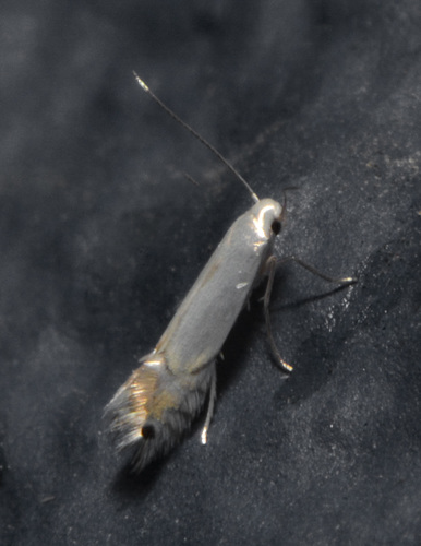 Aspen Serpentine Leafminer Moth