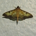 Yellow Diacme Moth - Photo (c) Ksénia L. Filatova, all rights reserved, uploaded by Ksénia L. Filatova
