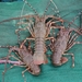 Mud Spiny Lobster - Photo (c) Aditya Haridas Kamath, all rights reserved, uploaded by Aditya Haridas Kamath