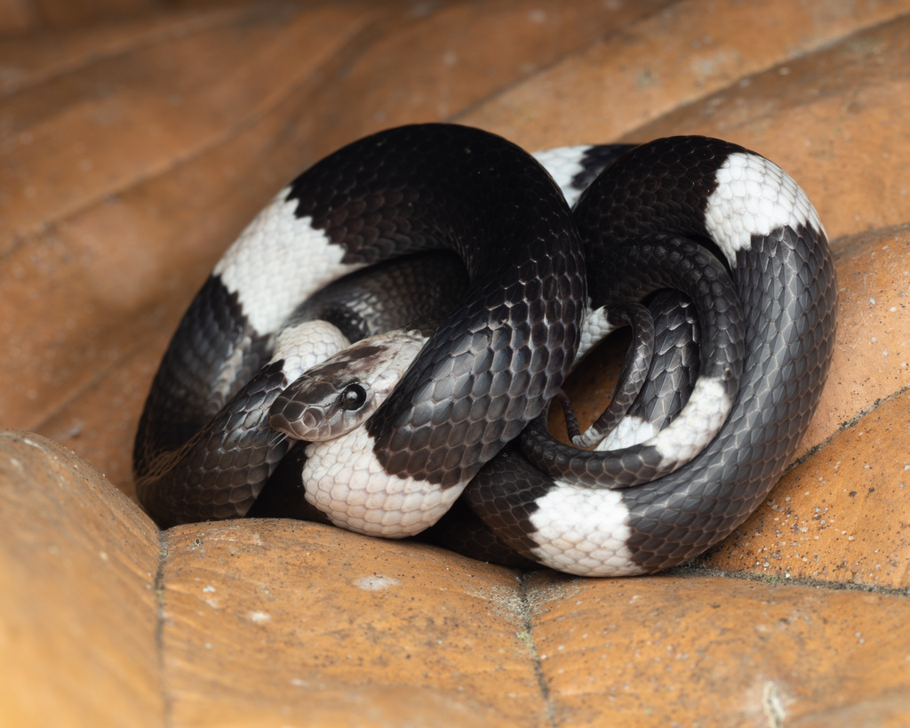 Malayan Banded Wolf Snake from Fraser's Hill, Pahang, Malaysia on ...