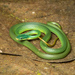 Green Bush Rat Snake - Photo (c) roythedivebro, all rights reserved