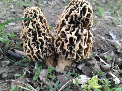 Yellow Morel
