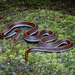 Banded Malaysian Coralsnake - Photo (c) Roy Kittrell, all rights reserved, uploaded by Roy Kittrell