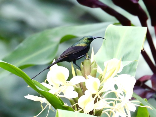 Bronze Sunbird