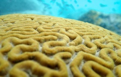 Brain Coral