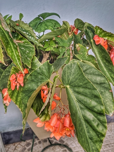 Begonia dichroa · iNaturalist Mexico